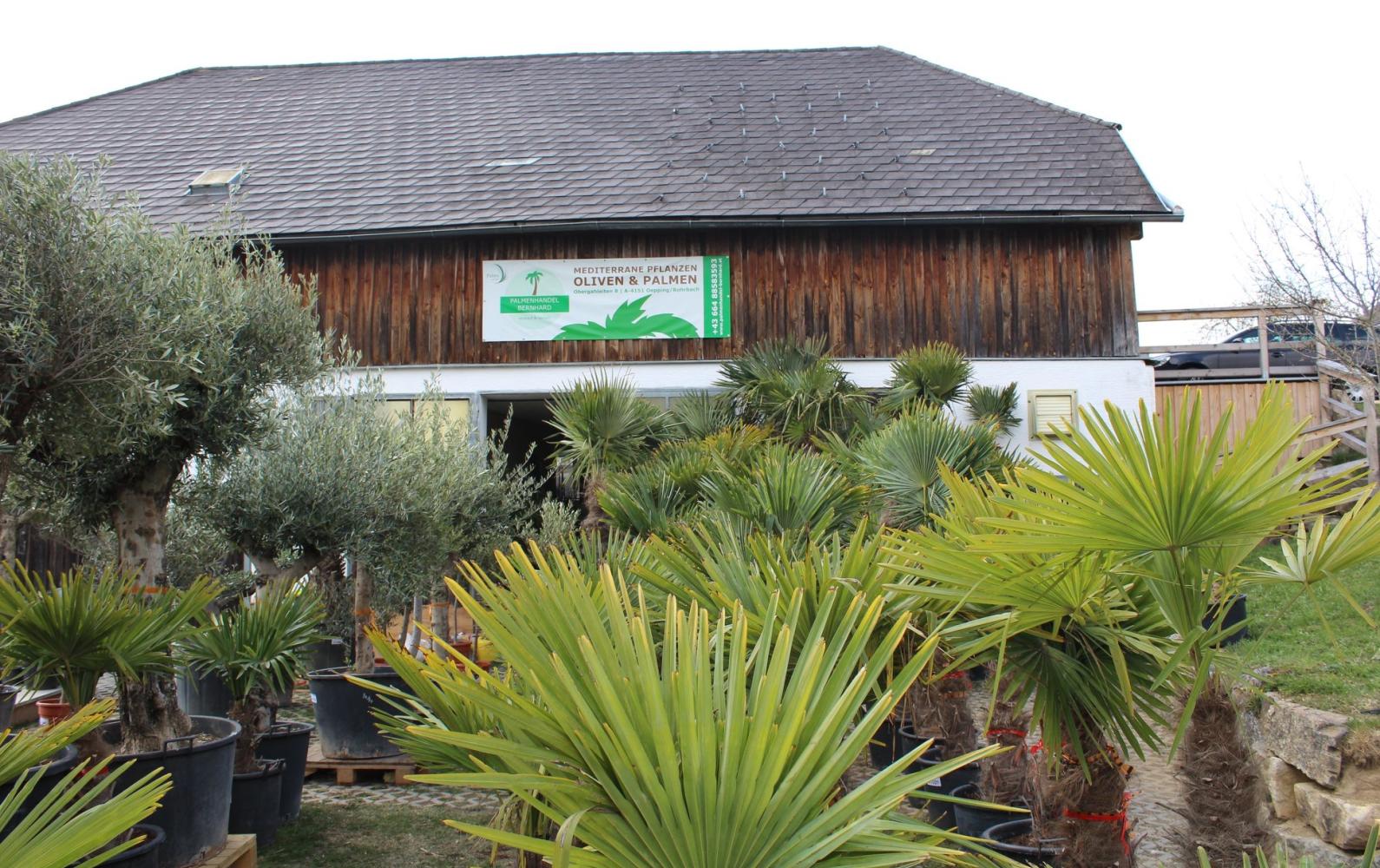 Palmenhandel Bernhard  Headerbild